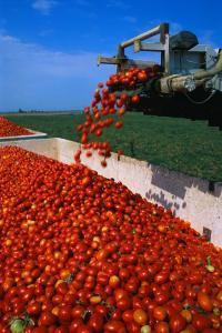 Processing Tomato Harvest