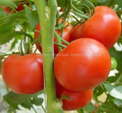 Fresh Tomato Variety Selection Semi-determinate (early) or indeterminate Large, high