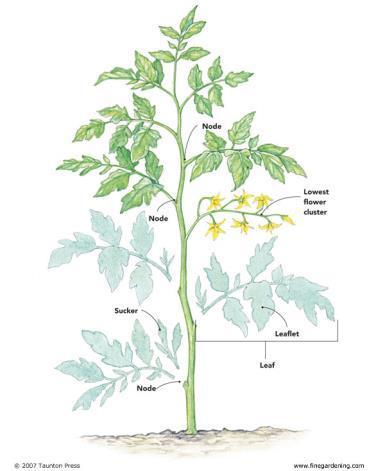 Tomato Production Staking and Pruning Fresh market production is usually staked (both greenhouse and field production) Pruned to 1 to 2