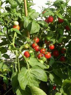 Tomato Botany Several botanical varieties: lycopersicum garden tomato grandifolium