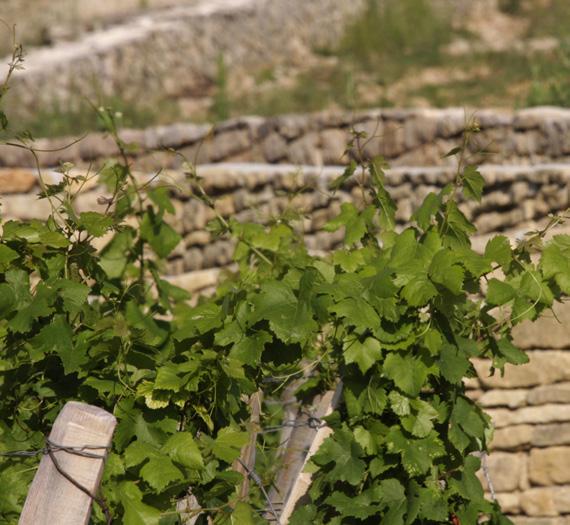 The oldest planted parcel dates back to 1918, though the average vine age is 60 years.