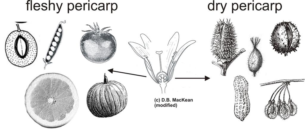 Figure #2 A fruit is the tissues that surround the seed. Those layers that develop from the ovary are called pericarp. Ovary: female reproductive structure that usually develops into the fruit.