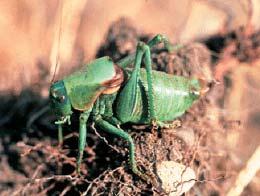 March 2003 Agdex 622-27 Grasshopper Management Grasshoppers are a major pest of both cultivated crops and rangeland grasses in the world s semi-arid regions.