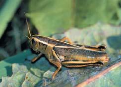 Traditionally drier areas like southern Alberta are more prone to recurring problems, but serious grasshopper infestations can occur in cropland throughout the province.