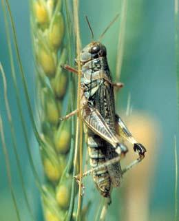 North America has more than 600 species of grasshoppers. In Alberta, there are more than 85 species.