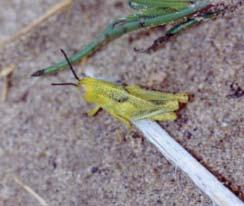 Grasshoppers hatching in crops seeded on stubble fields feed on growing seedlings, and damage may go unnoticed until extensive leaf chewing has taken place.