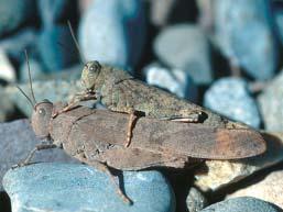 Figure 7. An adult two-striped grasshopper. Note the black stripe on the hind leg as well as the two distinct stripes on top of the body running the full length of the grasshopper.