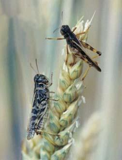 Their wings are clear but mottled with dark patches, and they have two stripes beginning at the thorax and converging at the tip of the forewings (Figure 11).