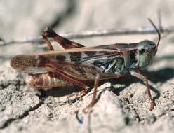 Habitat The clear-winged grasshopper prefers to lay its eggs in sod on road allowances, overgrazed pastures and dried out marshy areas.