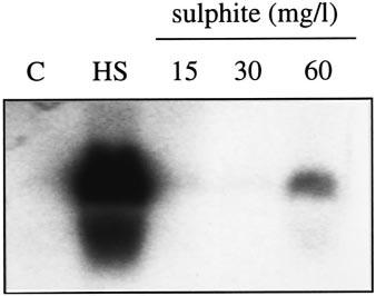 J. Guzzo et al. / FEMS Microbiology Letters 160 (1998) 43^47 45 Fig. 3. Northern blot analysis of hsp18 mrna induction.