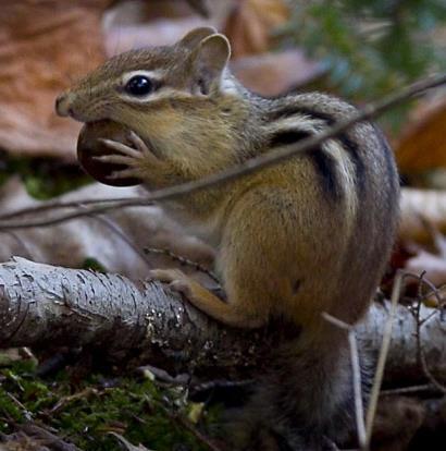 Forests Chipmunk with Acorn Oak leaves are food for over 500 different