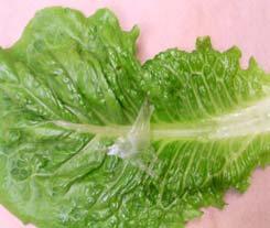 Symptoms of Freezing in Lettuce Romaine Freeze