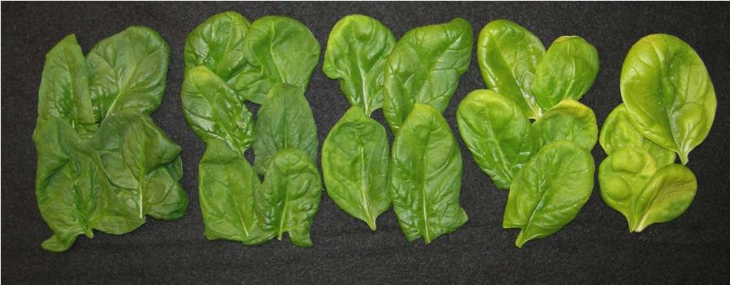Yellowing Rating Scale for Spinach Color score L* Chroma Hue Chlorophyll mg/g FW Carotenoids mg/g FW 9. 8. 9..9.9.7.6 6.6.7.6. 7...7.8 7.6....6 9.