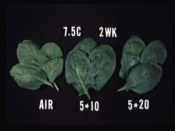 Controlled or modified atmospheres appear to maintain visual quality of spinach but may also cause