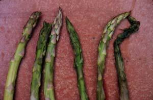 Modified atmospheres O -% CO 7-% Asparagus: Deterioration and
