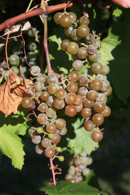 6 Development of wine grapes in the grape variety trials at