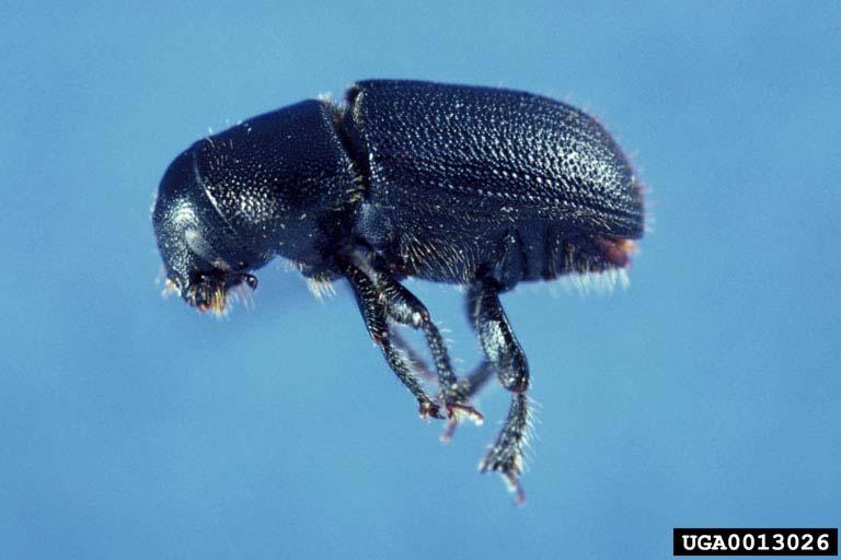 pine cone beetles - conophthrorus among most destructive