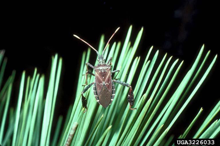 Leptoglossus occidentalis, western conifer seed bug widely distributed in western us wide host range adults