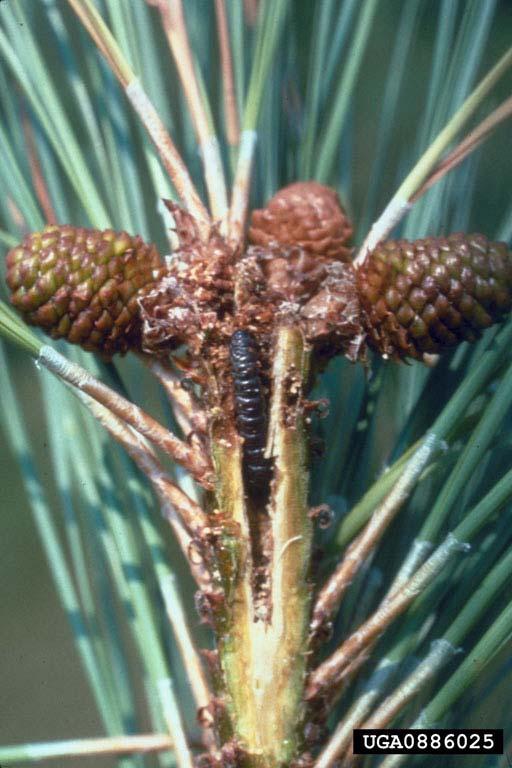 examples of impacts yields of southern pine
