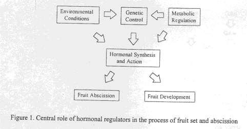 GENERAL OVERVIEW: Fruit set is a complex phenomenon under three levels of regulation Activator of genetic program in seedled fruits is