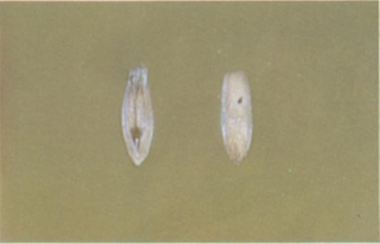 Principal OAT Kernel Damage Badly Ground and/or weather damage Kernels which are badly