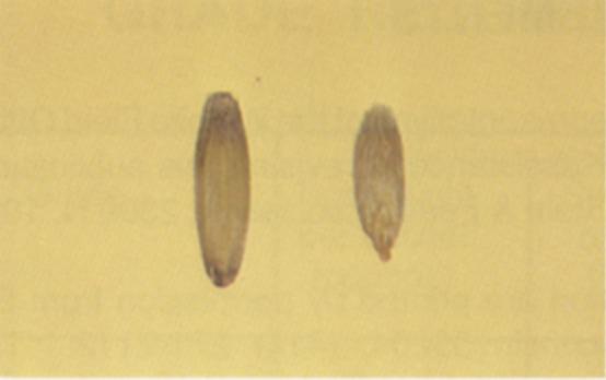 In order for a sample of oats to be designated slightly weathered, (1) each individual kernel may have a slightly dusty, grey appearance on the brush end in sufficient amounts so that the entire