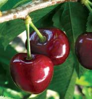 Dark Red Sweet Cherries for the Pacific Northwest Fresh Market Tieton Harvest timing: Color when ripe: 6 9 days before Bing to Suggested pollinizers: Bing, Rainier, Van, Black Republican, Lapins,