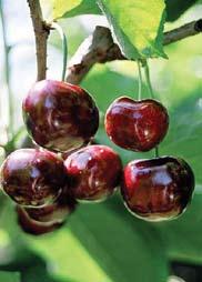 Dark Red Sweet Cherries for the Pacific Northwest Fresh Market Sandra Rose Harvest timing: Color when ripe: 3 4 days after Bing Suggested rootstocks: Gisela 6 or 12 to Excellent flavor and very large