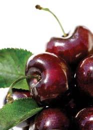 Dark Red Sweet Cherries for the Pacific Northwest Fresh Market Skeena Harvest timing: Color when ripe: 12 15 days after Bing to Suggested rootstock: Mazzard, Gisela 6 or 12 Skeena is a high-quality