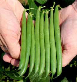 BEAN BOWIE Fresh Market / Processing, green, bush Patent 8,173,876 Excellent, uniform pod color Very straight, primarily four sieve pods Upright plant structure for ease of harvest Approximate days