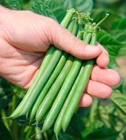 BEAN LEWIS Quality medium dark pods with early maturity and excellent disease package Patent 8,058,521 Attractive, straight pods Upright plant habit Medium dark green color with great disease package