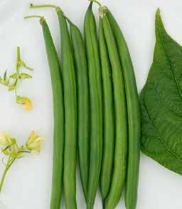 BEAN SAHARA Processing, green, bush Patent 6,924,419 Attractive, dark green color Straight and smooth pods Adapted to desert conditions Excellent upright plant habit Approximate days to maturity