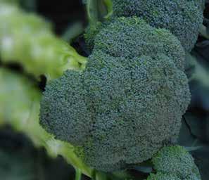 BROCCOLI ASTEROID High quality bunching and crown cut Nice and attractive dark green color Smooth dome Very erect plant, easy to harvest Clean stem