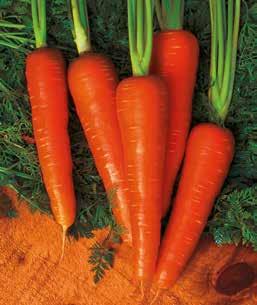 CARROT MOONRAKER Processor dicing carrot Good tolerance to splitting High yield potential Dark orange color with good internal color