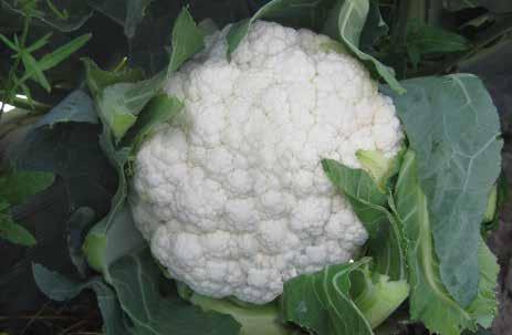 CAULIFLOWER ABSOLUTE Very white curd Very white, well-domed curd Upright plant habit Superior wrap and jacket (from transplant)