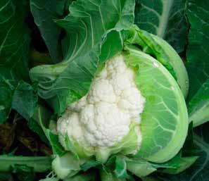 CAULIFLOWER APEX Exceptional internal wrap and holding ability Vigorous plant Concentrated maturity Main season through Fall and harvest Very good density and