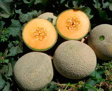 MELON BRONCO Large main season western cantaloupe with superior eating quality Excellent flavor profile Uniform size 9 s Semi-concentrated maturity Fast closed/coarse net development Good performance