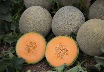 Mid-early to main maturity with a semi-concentrated harvest Strong plant with excellent yield potential Well netted with beautiful fruit shape High Brix, dark orange flesh, sweet taste mid early to