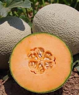 FIJI MELON A best of both worlds melon Long shelf life Strong plant with a concentrated set and high marketable yield Good netting, identifiable maturity indicators Industry leading field holding,