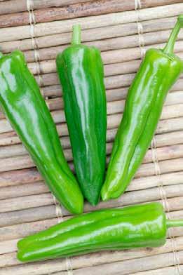 HOT PEPPER CHILE G76 Green chili with concentrated yields and good flavor Compact habit Adapted to arid and humid production Spicy green chili flavor Double use: green or red chili