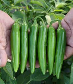 vesicatoria GRAN CAMINO Extra-large serrano pepper with excellent flavor and high pungency Plant has very compact setting Good shelf life Excellent uniformity of fruits with thick walls Holds
