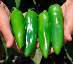 advantage Fruit size Fruit color 65-70 days L: 4.5-5 in. W:.3-1.6 in. light green matures to red PX207 The hottest jalapeño.