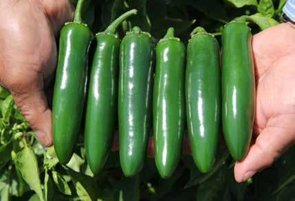 HOT PEPPER SEQUOIA R Beautiful Ancho Grows large fruits quickly!
