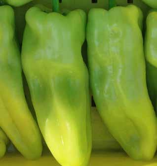 SWEET PEPPER KEY ELLIOT Strong plant with a heavy first set (Cubanelle) Large to extra-large fruit size Heavy first set Uniform fruit size Fruit shape Fruit size Fruit color medium straight large to
