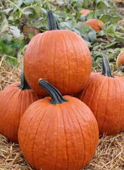 PUMPKIN FIELD TRIP Perfect for the school pumpkin patch Distinctive long handle Flat and ribby Very uniform in shape and size Intermediate resistance to powdery