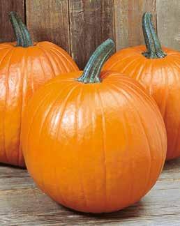 PUMPKIN MAGIC LANTERN Fancy fruit and high yields Attractive, classy appearance High yield potential Easy harvest management Nice uniformity Upright shape, classic color and look Height