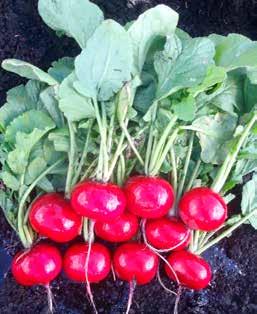 RADISH RED JEWEL Early variety with excellent round root shape Early maturity Short tops Excellent round shape with red color Good internal quality with thick skin Downy mildew and root complex