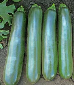 SQUASH ESTEEM Strong healthy plant for high quality dark green zucchini Strong vigor and large healthy plant Straight cylindrical dark green fruit Uniform, excellent fruit quality Intermediate