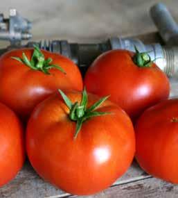 TOMATO RED BOUNTY Determinate fresh market, round tomato: the new standard for the fall and spring Vigorous strong plant with good foliage cover Medium maturity, good heat set, high yield Fruit large