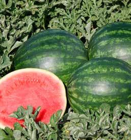 WATERMELON TRAVELER Triploid crimson sweet watermelon High yielding variety with a vigorous strong plant Ability to set fruit under high heat conditions Uniform fruit shape and size High brix and